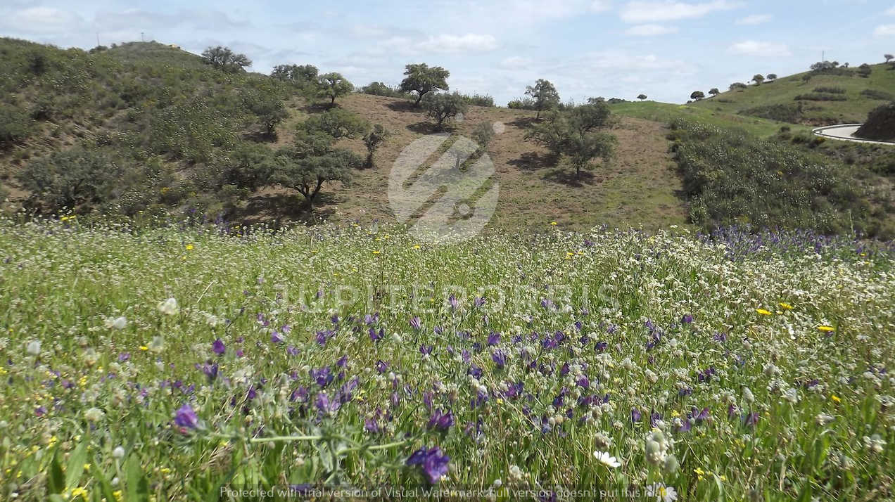 Algarve, ,Terreno,Para Venda,1031